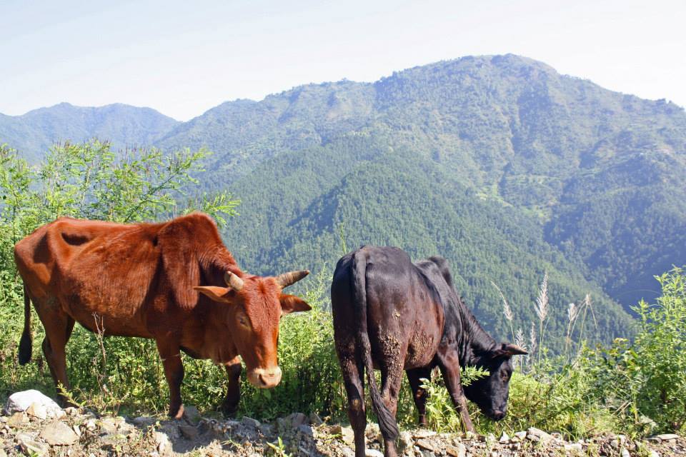 When Your Host Mom Gives Birth in a Mountain Village of Nepal 10606211 10152777476629551 2390896327435970936 n - When Your Host Mom Gives Birth in a Mountain Village of Nepal
