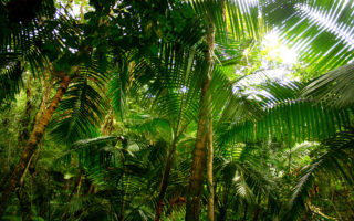IMG 9722 320x200 - 5 Reasons Why You Should Camp in a Jungle