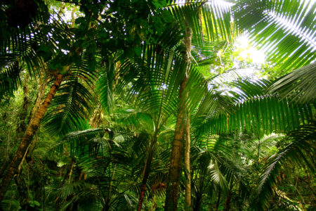 IMG 9722 450x300 - 5 Reasons Why You Should Camp in a Jungle