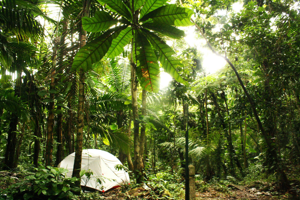 5 Reasons Why You Should Camp in a Jungle IMG 9794 1024x683 - 5 Reasons Why You Should Camp in a Jungle
