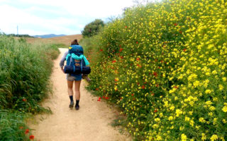 13310437 10208001515427851 9066207005251355337 n 1 320x200 - The Best Wildflowers along El Camino de Santiago