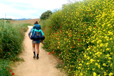 13310437 10208001515427851 9066207005251355337 n 1 450x300 - The Best Wildflowers along El Camino de Santiago