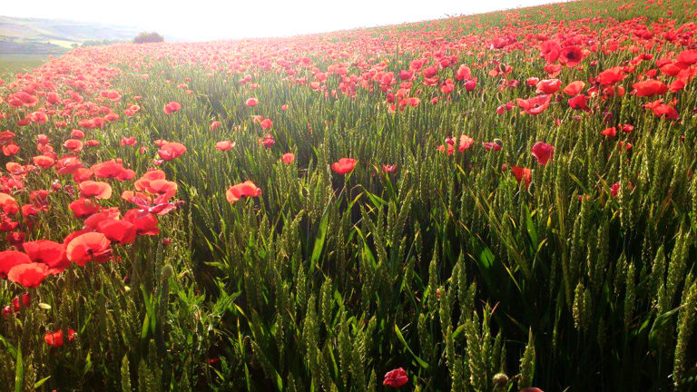 The Best Wildflowers along El Camino de Santiago 14060472 10154551137749551 415070658 o 768x432 - The Best Wildflowers along El Camino de Santiago