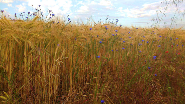 The Best Wildflowers along El Camino de Santiago 14074426 10154551137334551 430014124 o 768x432 - The Best Wildflowers along El Camino de Santiago