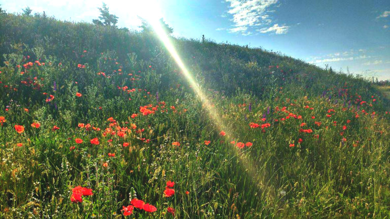 The Best Wildflowers along El Camino de Santiago 14074553 10154551137109551 332936518 o 768x432 - The Best Wildflowers along El Camino de Santiago