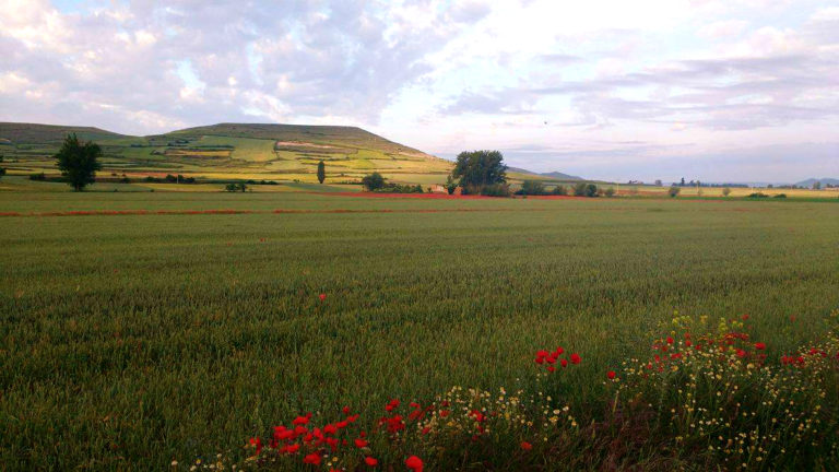 The Best Wildflowers along El Camino de Santiago 14074608 10154551137419551 460666957 o 768x432 - The Best Wildflowers along El Camino de Santiago