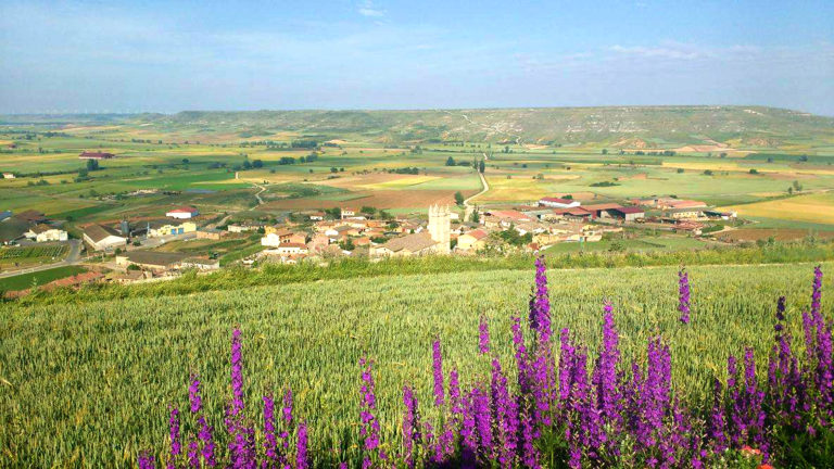 The Best Wildflowers along El Camino de Santiago 14114532 10154551137189551 890588134 o 768x432 - The Best Wildflowers along El Camino de Santiago