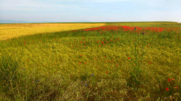 The Best Wildflowers along El Camino de Santiago 14114604 10154551139744551 1742797582 o 768x432 - The Best Wildflowers along El Camino de Santiago