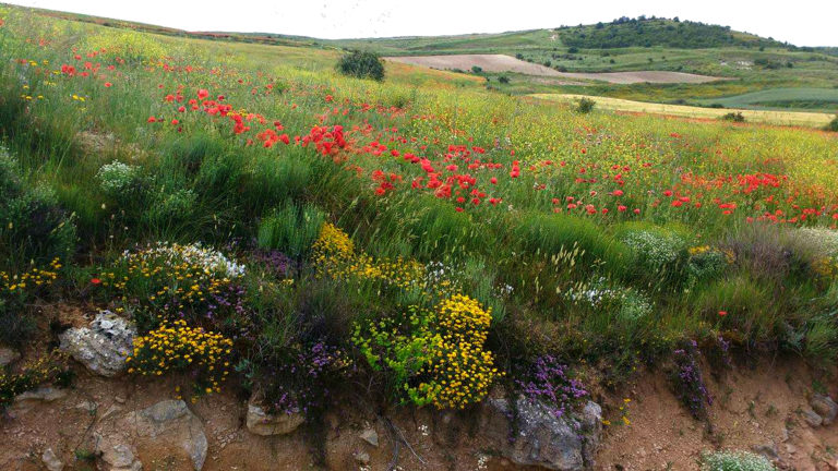 The Best Wildflowers along El Camino de Santiago 14124223 10154551130549551 544621474 o 768x432 - The Best Wildflowers along El Camino de Santiago