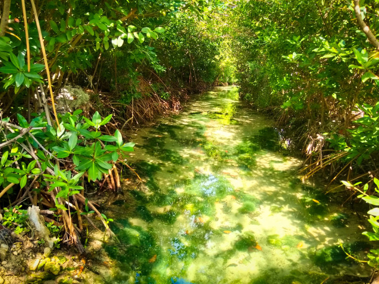 IMG 20190114 103404831 HDR    768x576 - Aruba's Private Island: Flamingo Beach