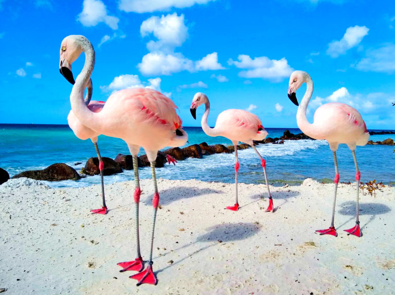 IMG 20190114 103956761 HDR    768x575 - Aruba's Private Island: Flamingo Beach