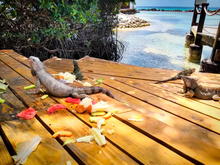 IMG 20190114 124716704 HDR    768x576 - Aruba's Private Island: Flamingo Beach