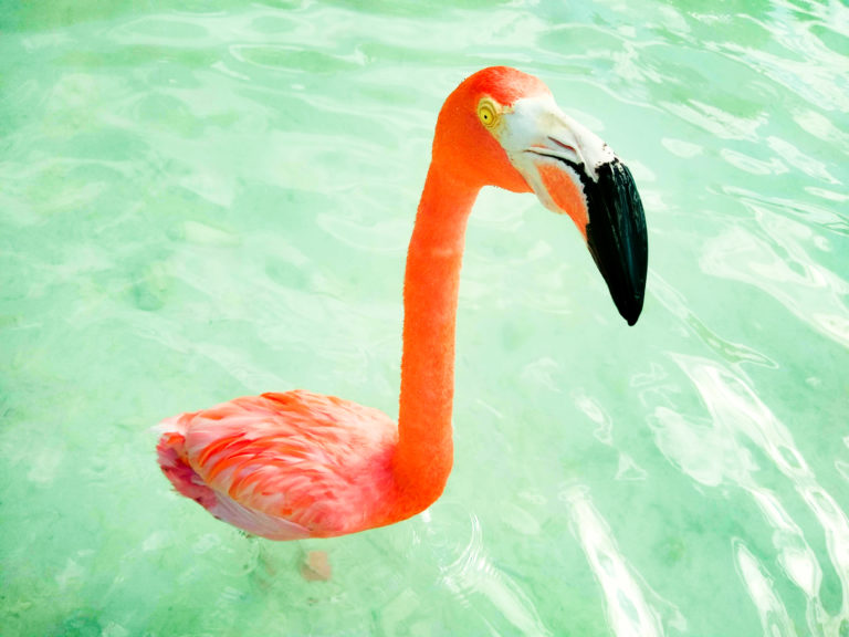 IMG 20190114 135100039 3 768x576 - Aruba's Private Island: Flamingo Beach
