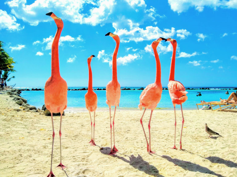 IMG 20190114 141141049 HDR   2 768x576 - Aruba's Private Island: Flamingo Beach