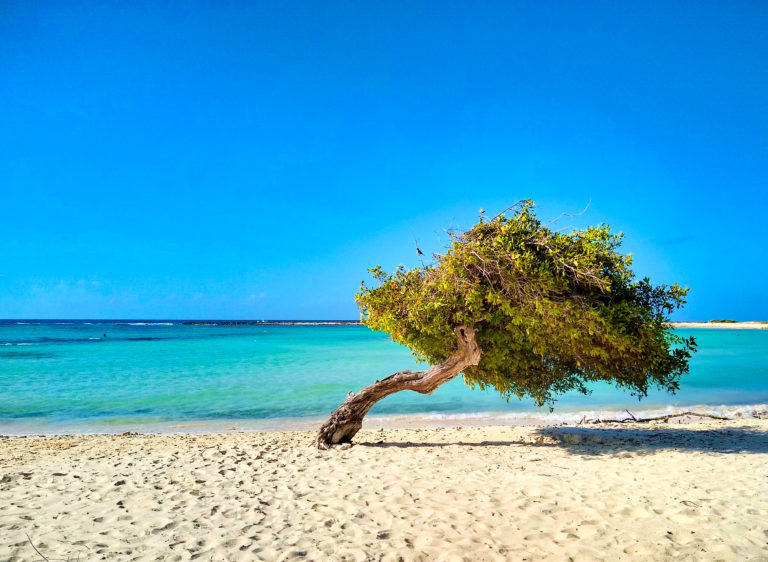 Top 7 Things To Do in Aruba IMG 20190113 094433856 HDR 768x562 - Top 7 Things To Do in Aruba