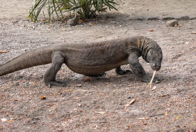 Visiting Komodo National Park P1080252 768x516 - Visiting Komodo National Park