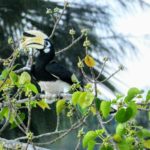 What To Do in Koh Lipe - My Favorite Thai Island Jungle 150x150 - What To Do in Koh Lipe - My Favorite Thai Island