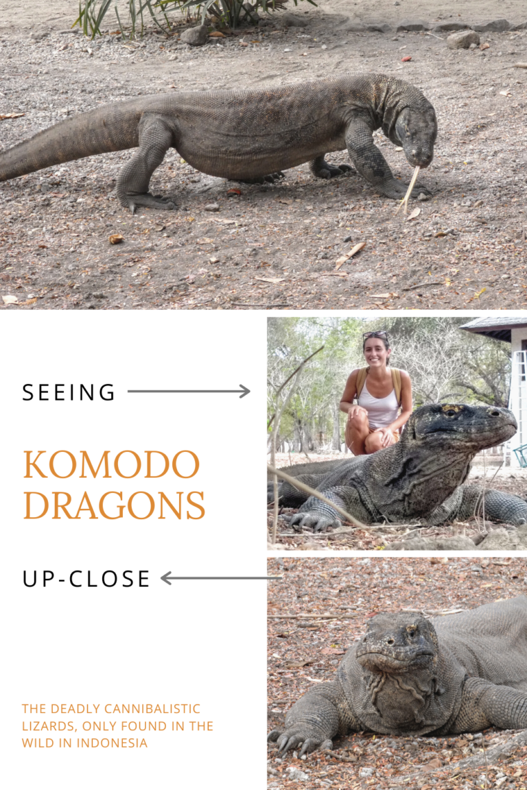 Visiting Komodo National Park seeing komodo dragons up close 768x1152 - Visiting Komodo National Park