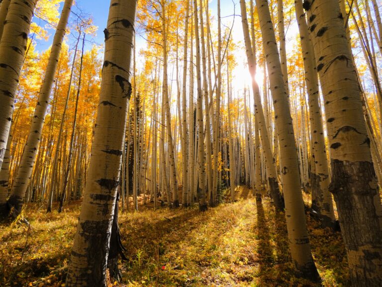 3 Best Places for Fall Colors in Crested Butte, Colorado Aspen Grove 768x576 - 3 Best Places for Fall Colors in Crested Butte, Colorado
