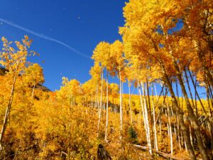 Aspens Blowing in the Wind 300x225 - Aspens Blowing in the Wind