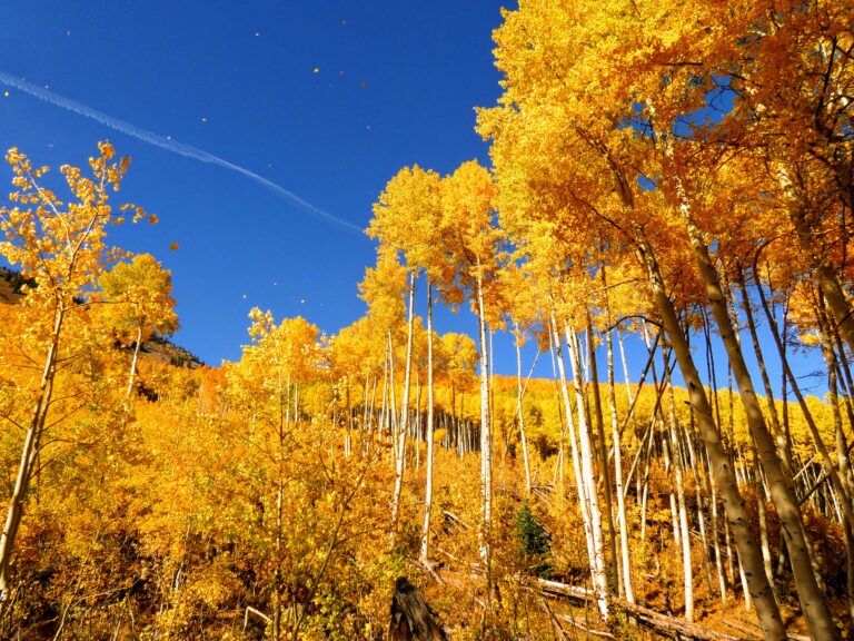 3 Best Places for Fall Colors in Crested Butte, Colorado Aspens Blowing in the Wind 768x576 - 3 Best Places for Fall Colors in Crested Butte, Colorado