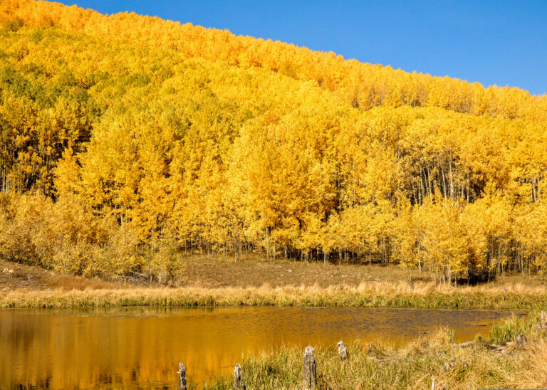 3 Best Places for Fall Colors in Crested Butte, Colorado Beaver Pond Aspens 2 1 768x548 - 3 Best Places for Fall Colors in Crested Butte, Colorado