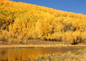 Beaver Pond Aspens 300x214 - Beaver Pond Aspens
