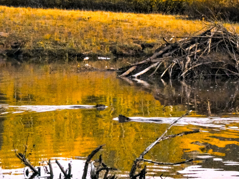 3 Best Places for Fall Colors in Crested Butte, Colorado Beavers 768x576 - 3 Best Places for Fall Colors in Crested Butte, Colorado
