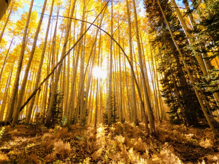 3 Best Places for Fall Colors in Crested Butte, Colorado Colorado Aspens 768x576 - 3 Best Places for Fall Colors in Crested Butte, Colorado