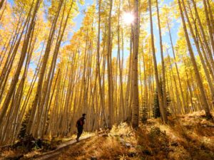 Hike to Beaver Pond 300x225 - Hiking in an Aspen Grove