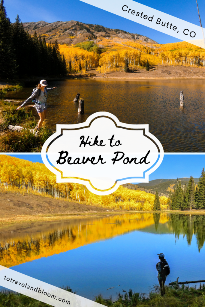3 Best Places for Fall Colors in Crested Butte, Colorado Hike to Beaver Pond 683x1024 - 3 Best Places for Fall Colors in Crested Butte, Colorado