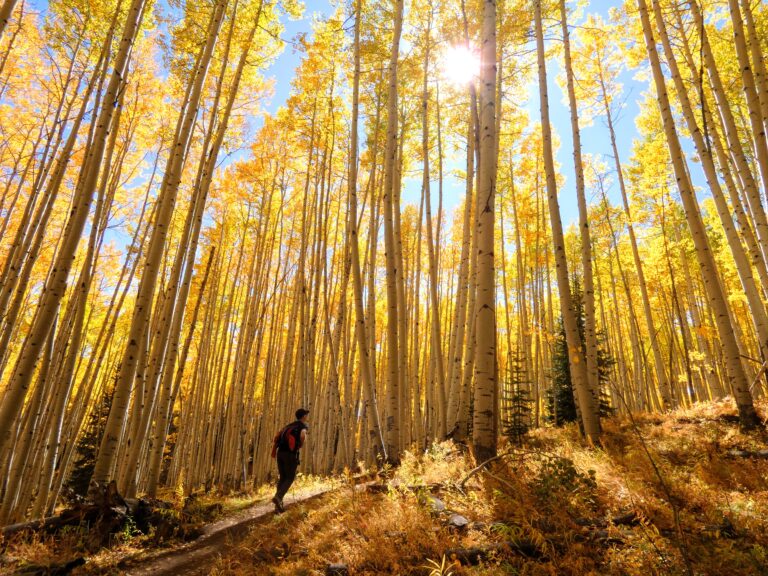 3 Best Places for Fall Colors in Crested Butte, Colorado Hike to Beaver Pond 768x576 - 3 Best Places for Fall Colors in Crested Butte, Colorado