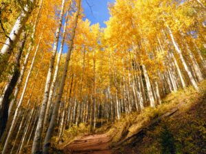 Horse Ranch Loop Aspens 300x225 - Horse Ranch Loop Aspens