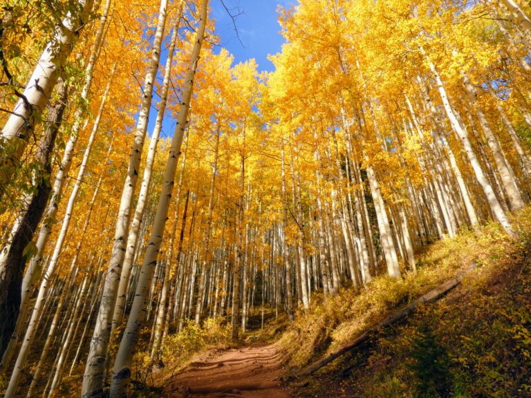 3 Best Places for Fall Colors in Crested Butte, Colorado Horse Ranch Loop Aspens 768x576 - 3 Best Places for Fall Colors in Crested Butte, Colorado