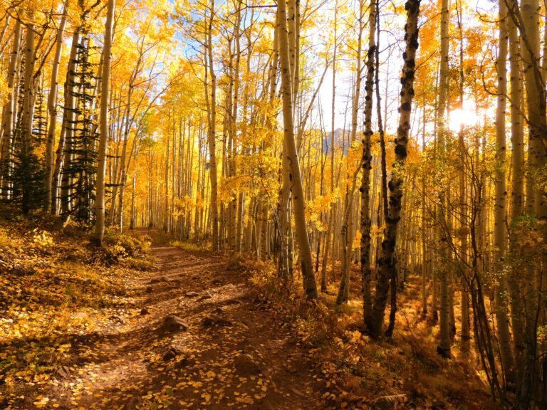 3 Best Places for Fall Colors in Crested Butte, Colorado Horse Ranch Loop Trail 768x576 - 3 Best Places for Fall Colors in Crested Butte, Colorado