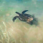 Maui Sea Turtle 150x150 - Traveling to Maui during COVID may not be what you expect!