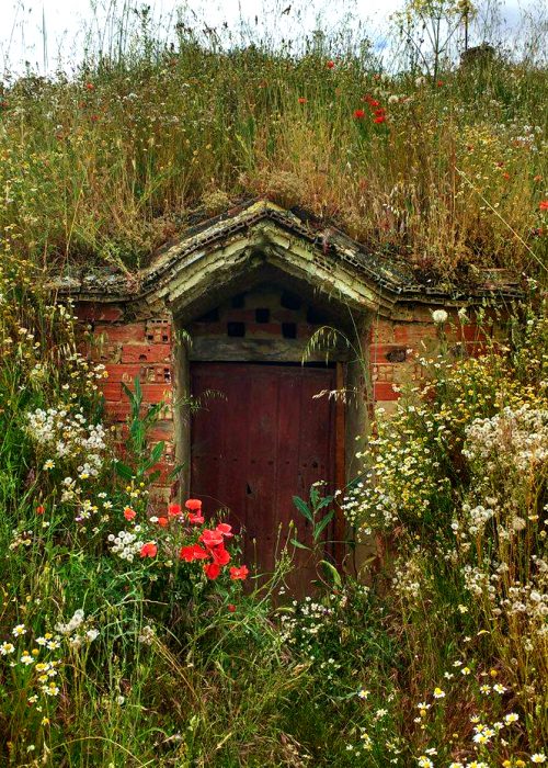 The Best Wildflowers along El Camino de Santiago 14087560 10154551129324551 2037744515 o nl41hnb82i2vglt22re4bke1pwxejqf2ro2a8u0jfc - The Best Wildflowers along El Camino de Santiago