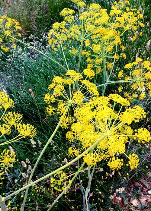 The Best Wildflowers along El Camino de Santiago 14113863 10154551129999551 1610794703 o 1 nl5mma6lkpgi9mfgrr3nwkxssc18aj49j2gbo4md7c - The Best Wildflowers along El Camino de Santiago