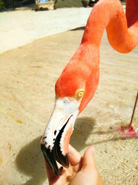 IMG 20190114 132901894 3 o3r14xpoh00so9re9kmqu422yto81glnjorlck1pm8 - Aruba's Private Island: Flamingo Beach