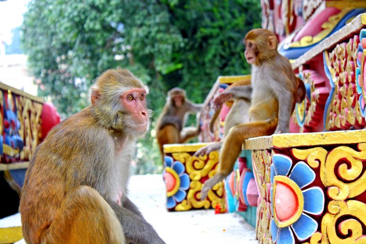 7 Things Not to Miss Out on in Nepal IMG 6836 nixsxo7j9hjch5havqnbppepaeacwlkb4zhjf5nuh4 - 7 Things Not to Miss Out on in Nepal